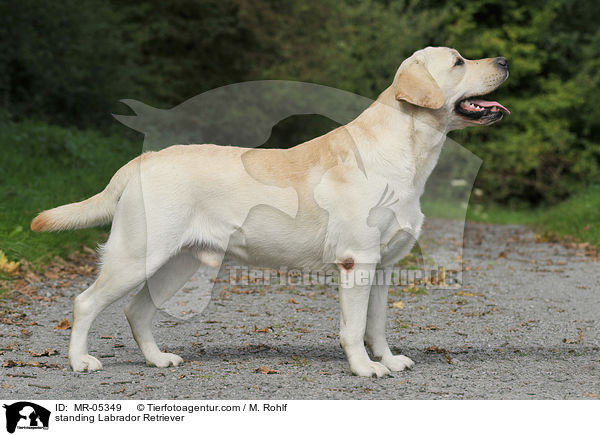 standing Labrador Retriever / MR-05349