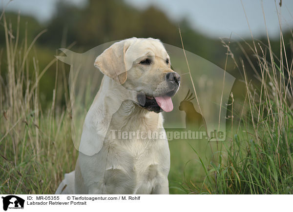 Labrador Retriever Portrait / Labrador Retriever Portrait / MR-05355
