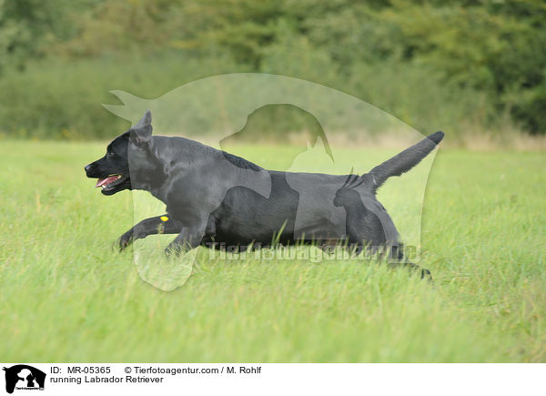 rennender Labrador Retriever / running Labrador Retriever / MR-05365