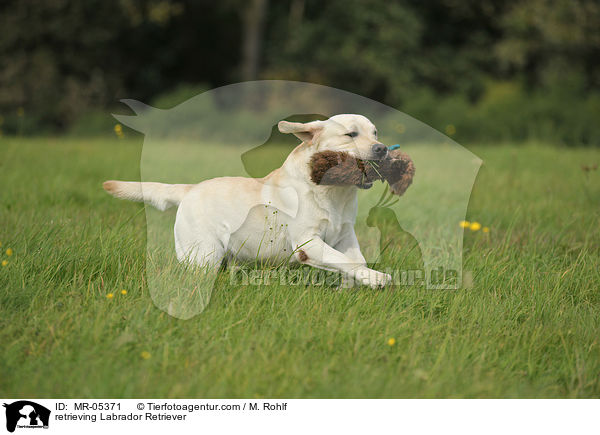 apportierender Labrador Retriever / retrieving Labrador Retriever / MR-05371