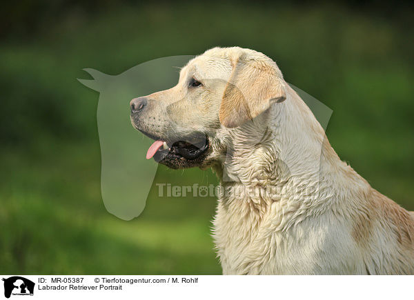 Labrador Retriever Portrait / Labrador Retriever Portrait / MR-05387