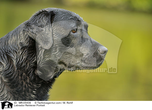 Labrador Retriever Portrait / Labrador Retriever Portrait / MR-05408