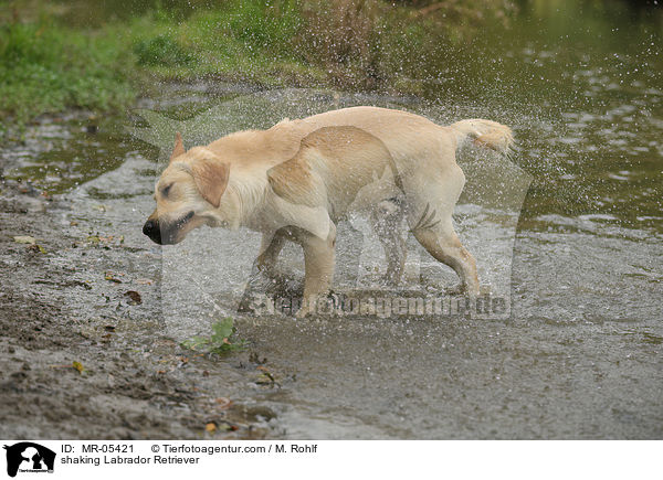 Labrador Retriever schttelt sich / shaking Labrador Retriever / MR-05421