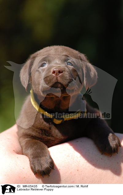 Labrador Retriever Puppy / MR-05435