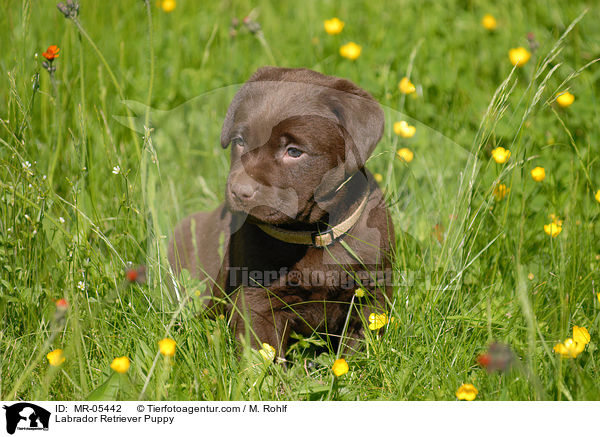 Labrador Retriever Welpe / Labrador Retriever Puppy / MR-05442