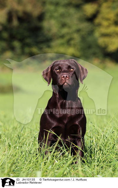 Labrador Retriever / JH-10135