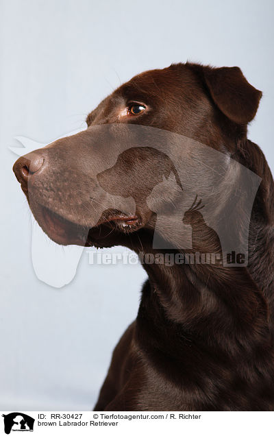 brauner Labrador Retriever / brown Labrador Retriever / RR-30427