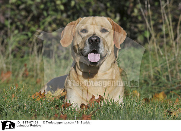 Labrador Retriever / Labrador Retriever / SST-07191