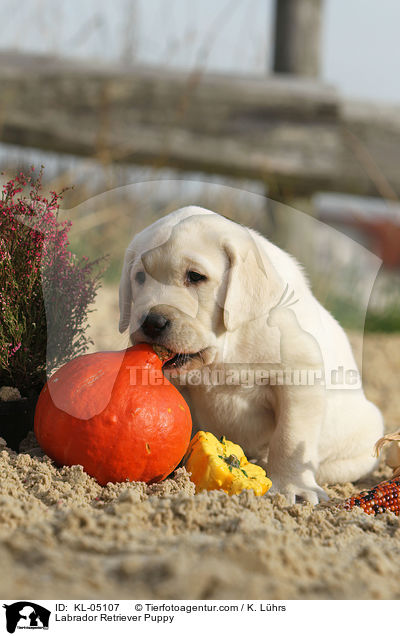 Labrador Retriever Welpe / Labrador Retriever Puppy / KL-05107