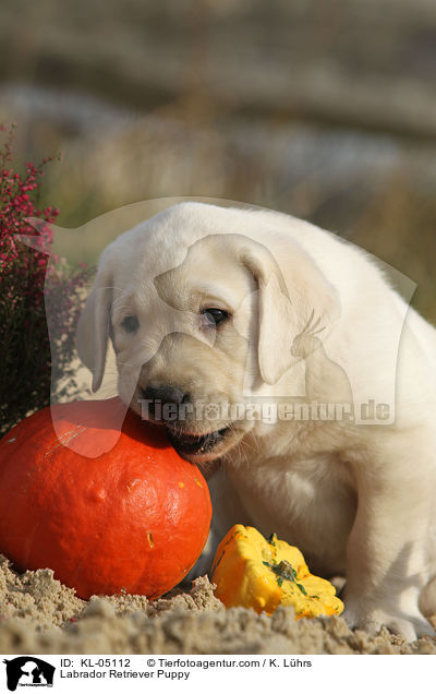 Labrador Retriever Welpe / Labrador Retriever Puppy / KL-05112