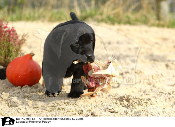 Labrador Retriever Welpe / Labrador Retriever Puppy / KL-05113