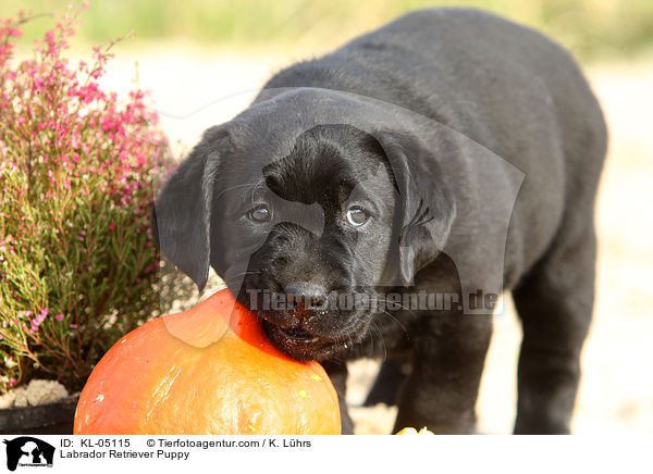 Labrador Retriever Welpe / Labrador Retriever Puppy / KL-05115