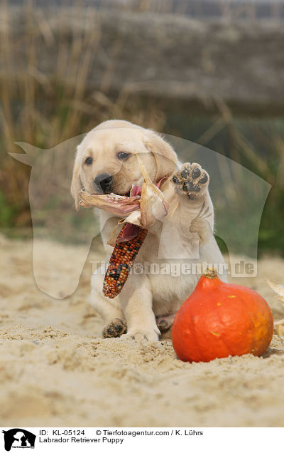 Labrador Retriever Welpe / Labrador Retriever Puppy / KL-05124