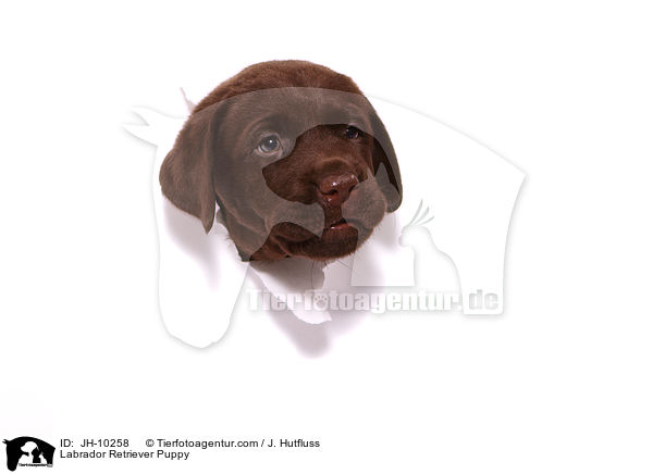 Labrador Retriever Welpe / Labrador Retriever Puppy / JH-10258