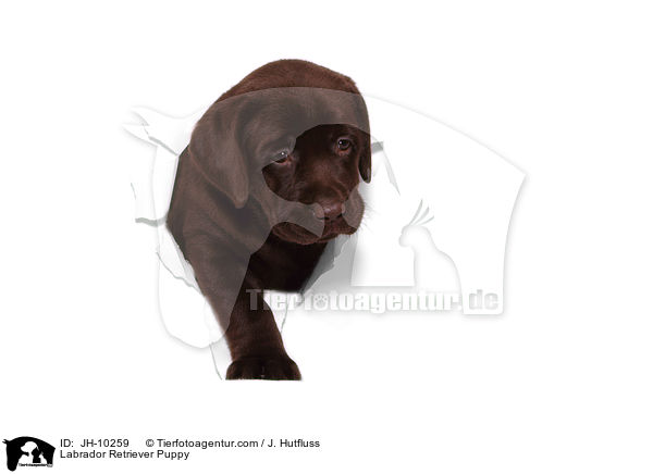Labrador Retriever Welpe / Labrador Retriever Puppy / JH-10259