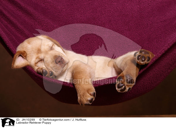Labrador Retriever Welpe / Labrador Retriever Puppy / JH-10299