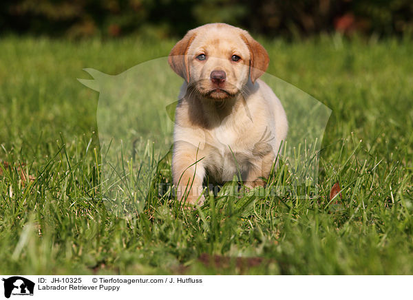 Labrador Retriever Welpe / Labrador Retriever Puppy / JH-10325