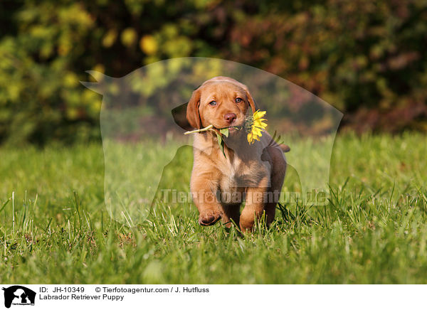 Labrador Retriever Puppy / JH-10349