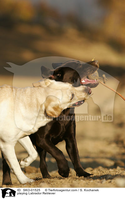 spielende Labrador Retriever / playing Labrador Retriever / SKO-01525