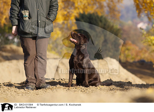 Labrador Retriever / Labrador Retriever / SKO-01584