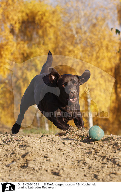 rennender Labrador Retriever / running Labrador Retriever / SKO-01591