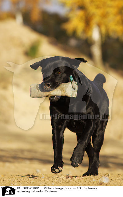 apportierender Labrador Retriever / retrieving Labrador Retriever / SKO-01601