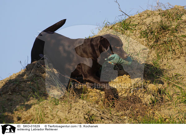 apportierender Labrador Retriever / retrieving Labrador Retriever / SKO-01629
