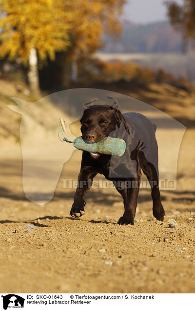 apportierender Labrador Retriever / retrieving Labrador Retriever / SKO-01643