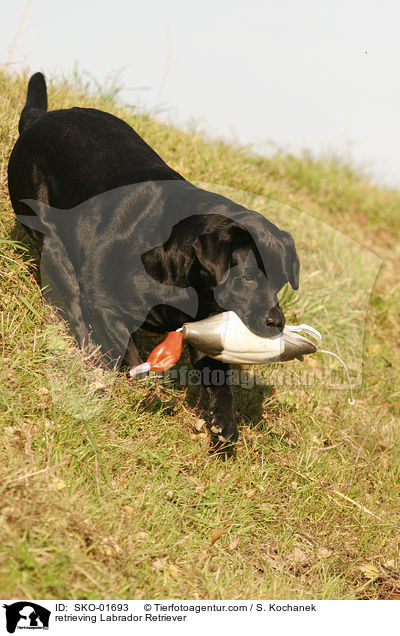 apportierender Labrador Retriever / retrieving Labrador Retriever / SKO-01693