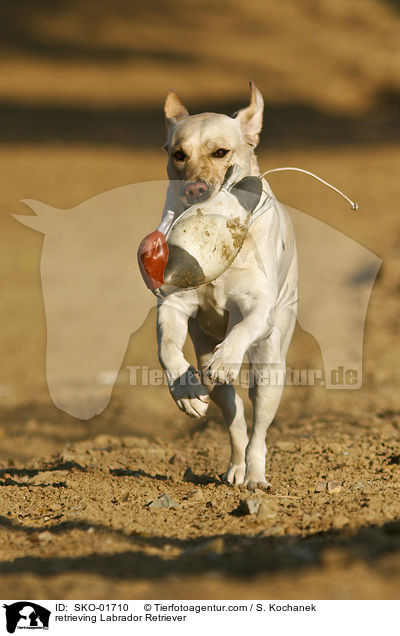 apportierender Labrador Retriever / retrieving Labrador Retriever / SKO-01710