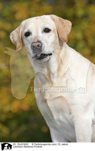 Labrador Retriever Portrait / Labrador Retriever Portrait / DJ-01983