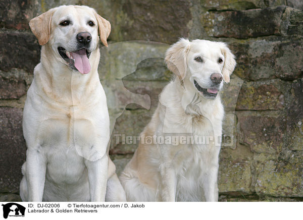 Labrador & Golden Retriever / Labrador & Golden Retrievers / DJ-02006