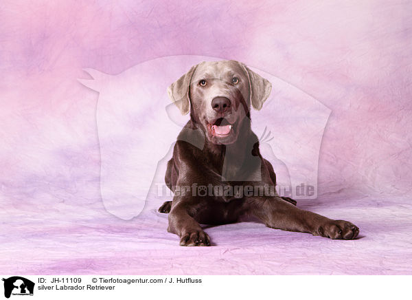 silver Labrador Retriever / JH-11109