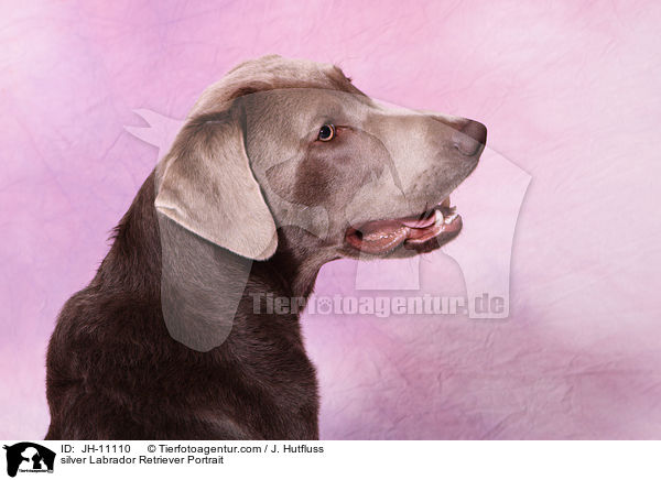 silver Labrador Retriever Portrait / JH-11110