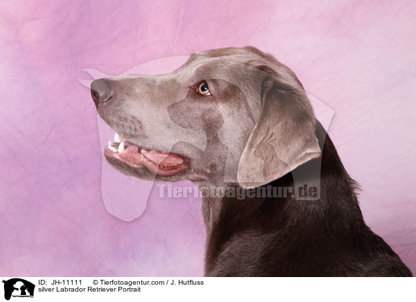 silver Labrador Retriever Portrait / JH-11111