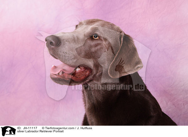silver Labrador Retriever Portrait / JH-11117
