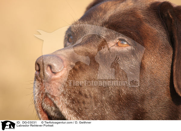 Labrador Retriever Portrait / DG-03031