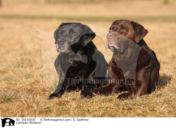 Labrador Retriever / DG-03037