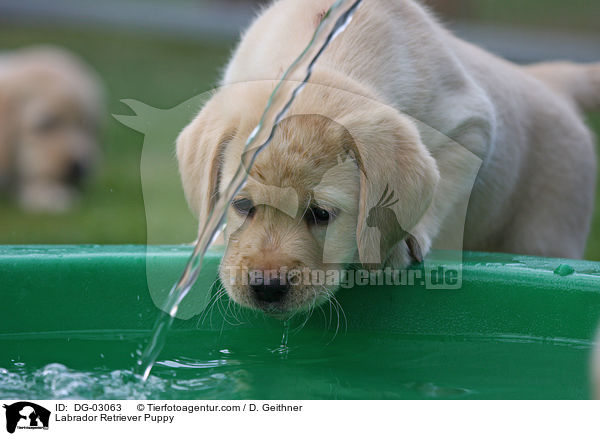 Labrador Retriever Welpe / Labrador Retriever Puppy / DG-03063