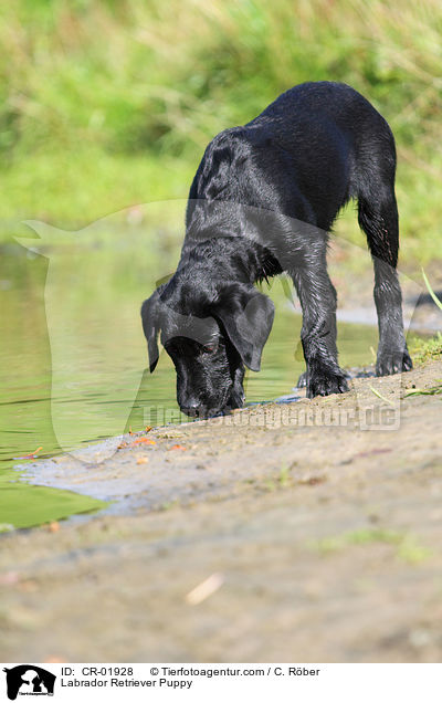 Labrador Retriever Welpe / Labrador Retriever Puppy / CR-01928