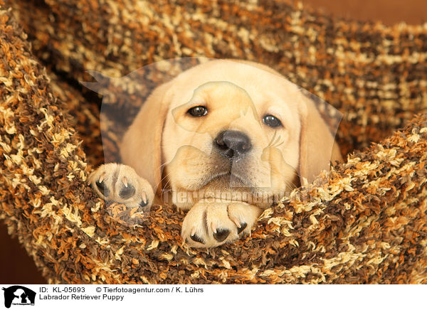 Labrador Retriever Welpe / Labrador Retriever Puppy / KL-05693
