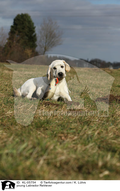 junger Labrador Retriever / young Labrador Retriever / KL-05754