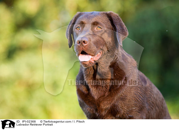 Labrador Retriever Portrait / Labrador Retriever Portrait / IPI-02368