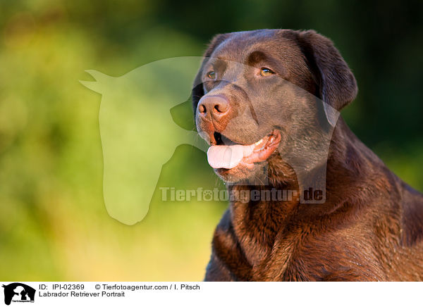 Labrador Retriever Portrait / Labrador Retriever Portrait / IPI-02369