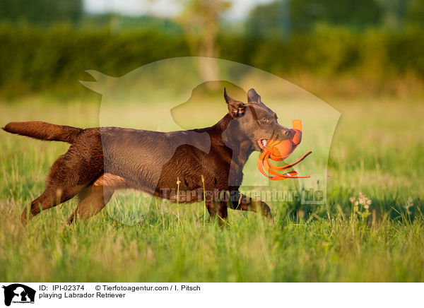 spielender Labrador Retriever / playing Labrador Retriever / IPI-02374