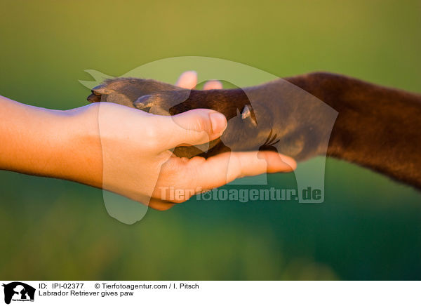 Labrador Retriever gibt Pftchen / Labrador Retriever gives paw / IPI-02377