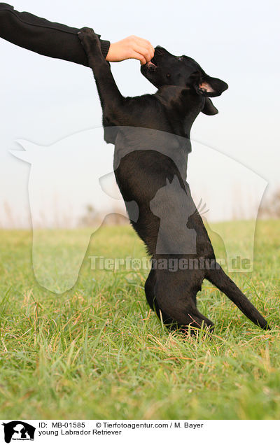 junger Labrador Retriever / young Labrador Retriever / MB-01585
