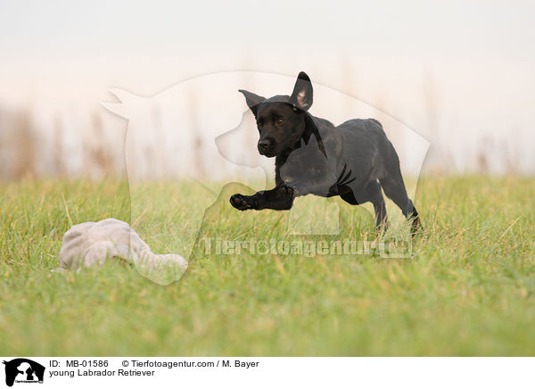 junger Labrador Retriever / young Labrador Retriever / MB-01586