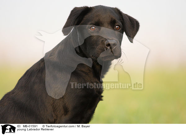 junger Labrador Retriever / young Labrador Retriever / MB-01591