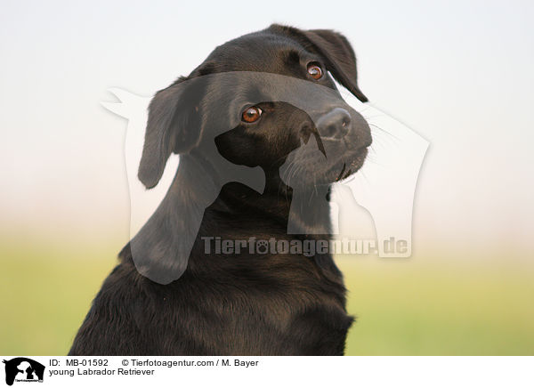 junger Labrador Retriever / young Labrador Retriever / MB-01592